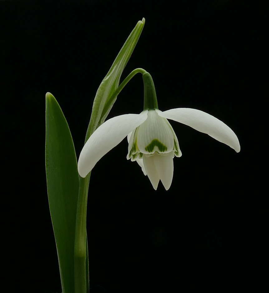 snowdrop 'St Pancras'