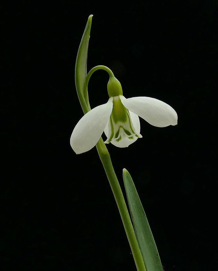 snowdrop 'Courtenay'