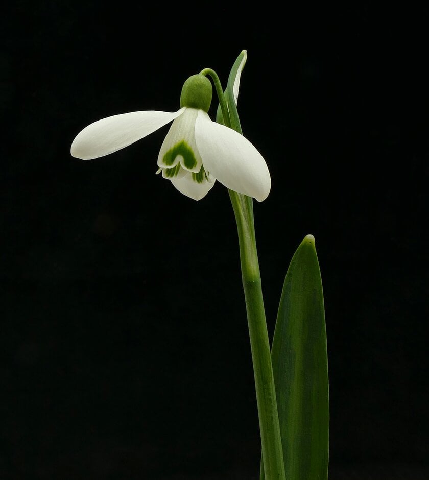 <i>Galanthus</i> 'The Linns'