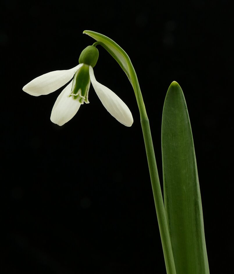 snowdrop 'Trotter's Merlin'