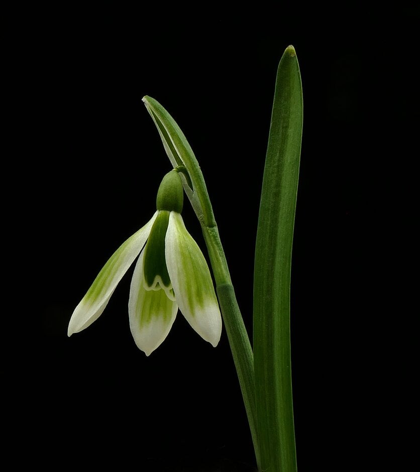 snowdrop 'Virescens'