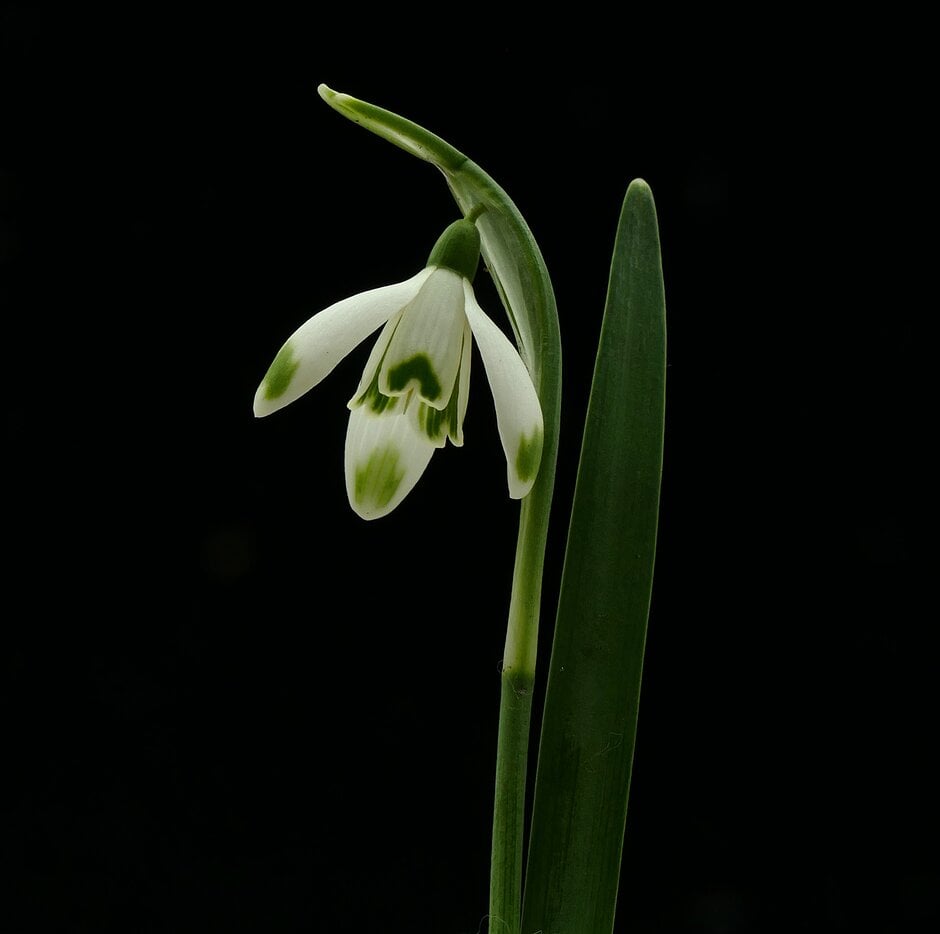 snowdrop 'Viridapice'