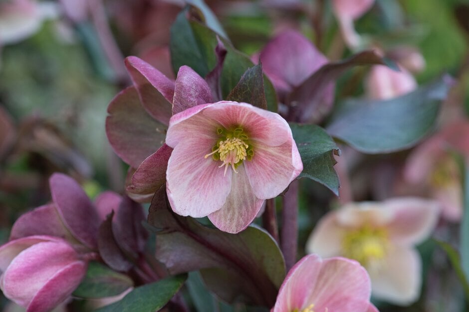 hellebore [HGC Pink Frost]