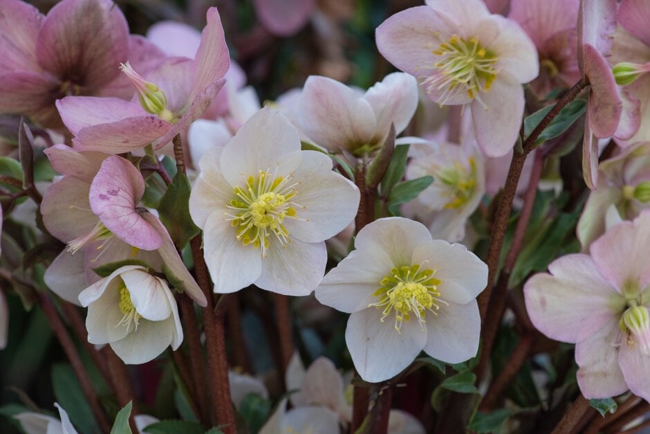 hellebore [HGC Shooting Star]