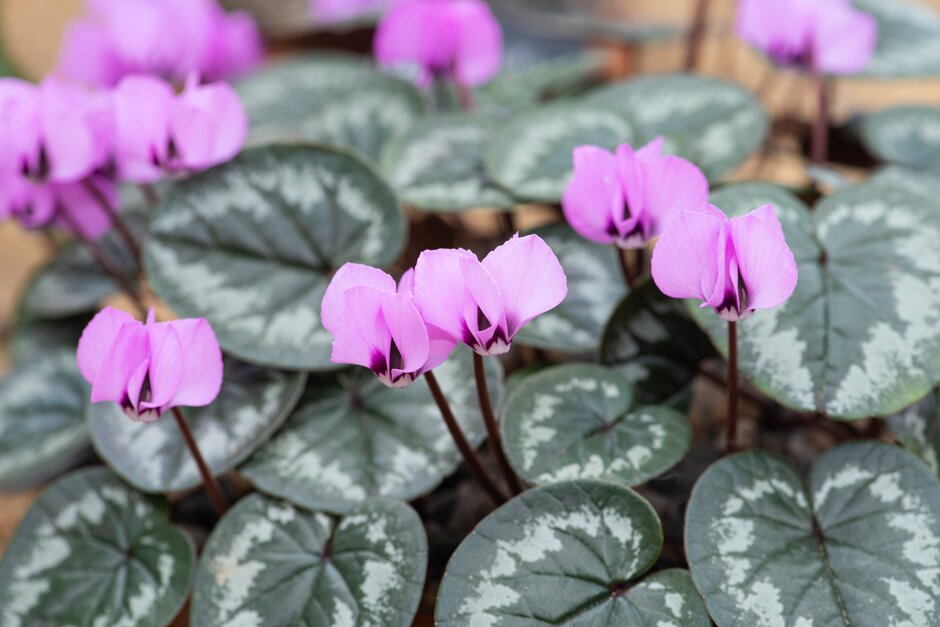 eastern cyclamen