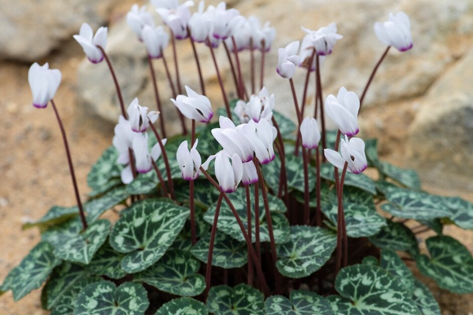 Persian cyclamen