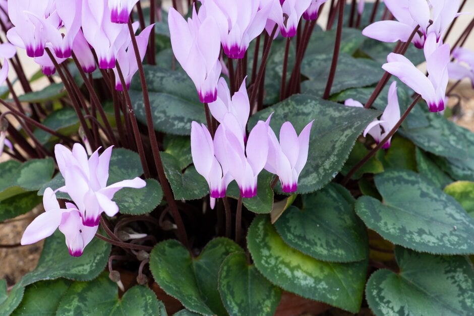 Persian cyclamen