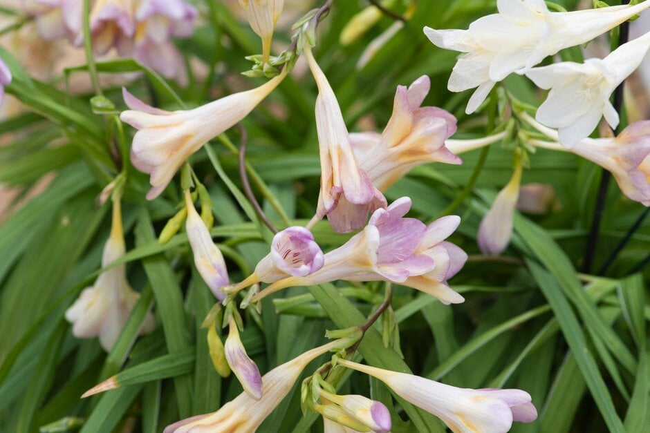 common freesia