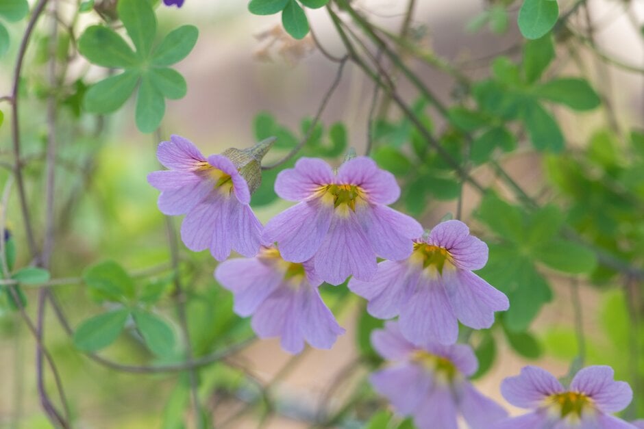 <i>Tropaeolum</i> <i>leptophyllum</i>