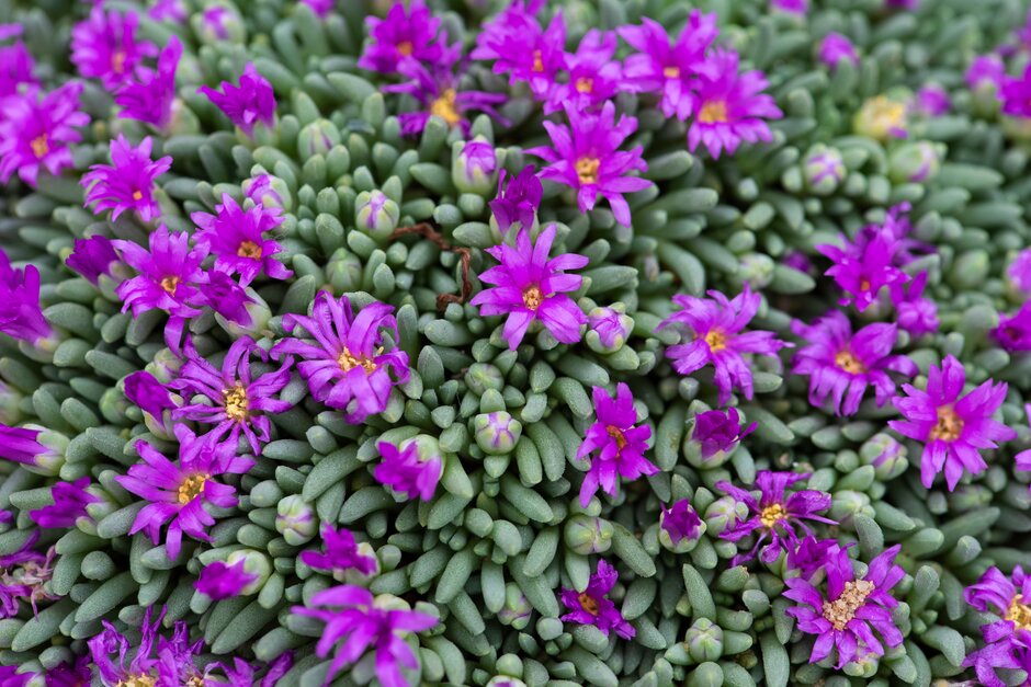 tufted ice plant