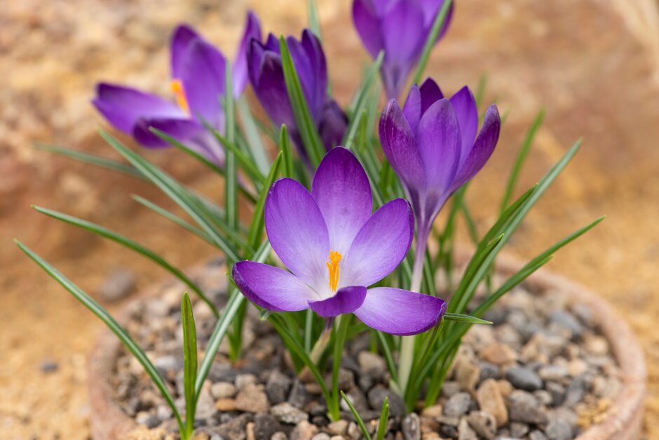 thumbnail image 2 of Ruby Giant Crocus Bulbs – 20 Perennial Flower Bulbs For Garden Planting 2 of 6