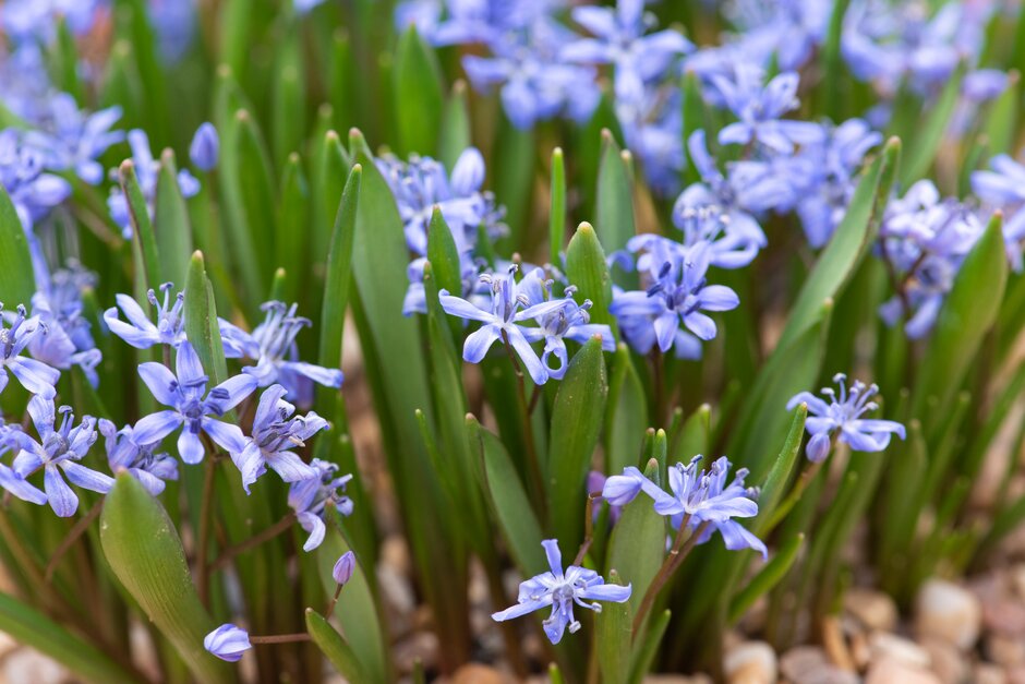 alpine squill