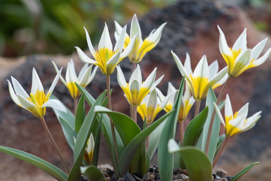 <i>Tulipa</i> <i>biflora</i> var. <i>major</i> (15)