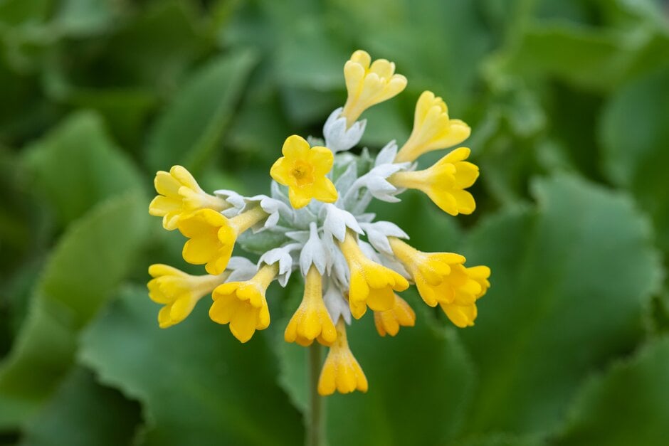 Palinuro auricula