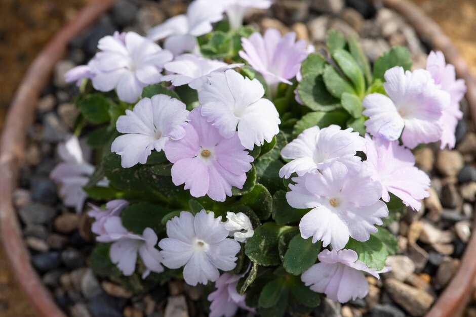 Allioni's primrose 'Anna Griffith'