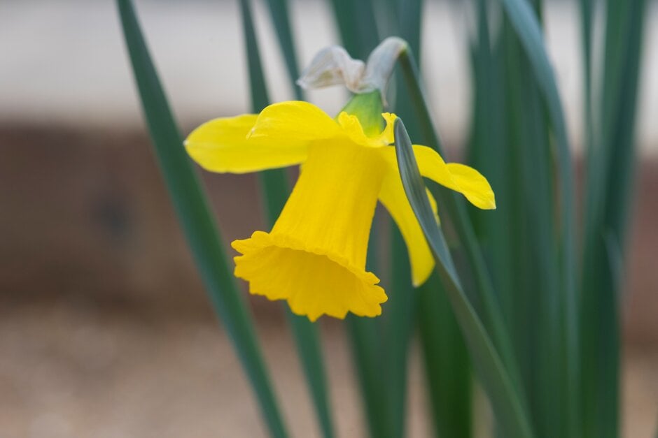 <i>Narcissus</i> <i>bujei</i>
