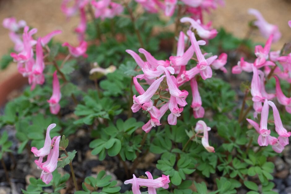 <i>Corydalis</i> <i>solida</i> subsp. <i>solida</i> 'Munich Sunrise'