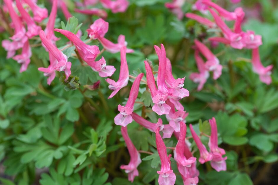 fumewort 'Hot Lips'