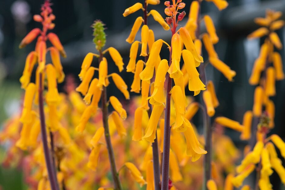 golden opal flower