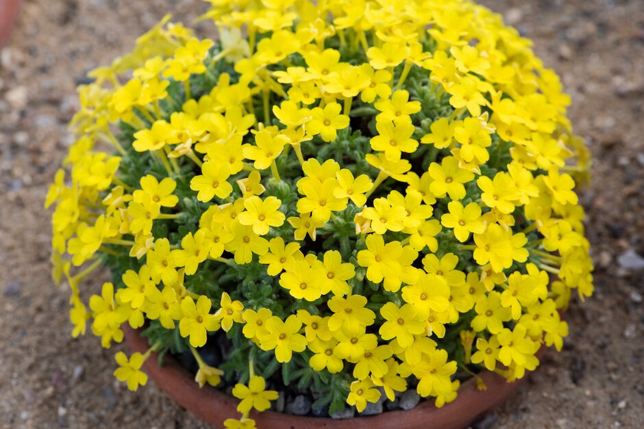 dionysia-aretioides-bevere-dionysia-bevere-alpine-rockery-rhs