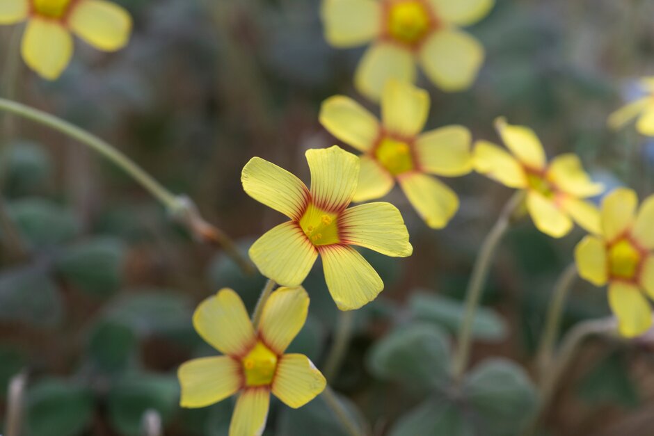 <i>Oxalis</i> <i>purpurea</i> yellow-flowered