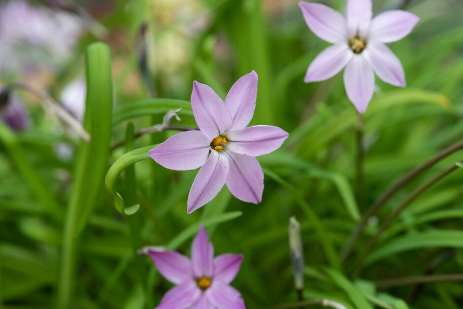 spring starflower 'Charlotte Bishop'