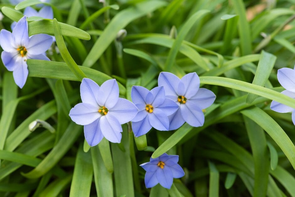 spring starflower 'Rolf Fiedler'
