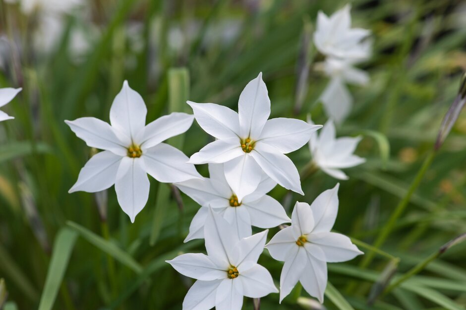 starflower 'Alberto Castillo'