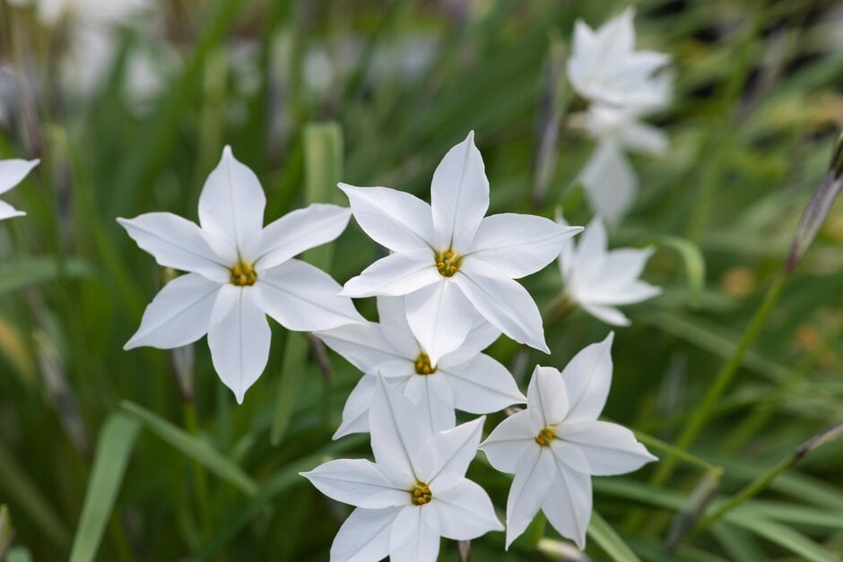 starflower 'Alberto Castillo'