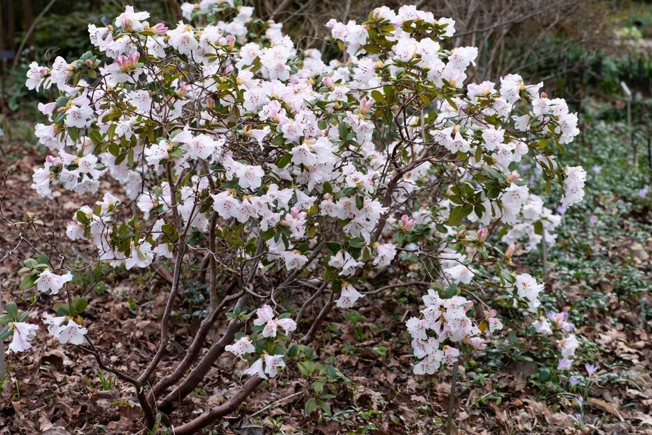 rhododendron 'Cilpinense'