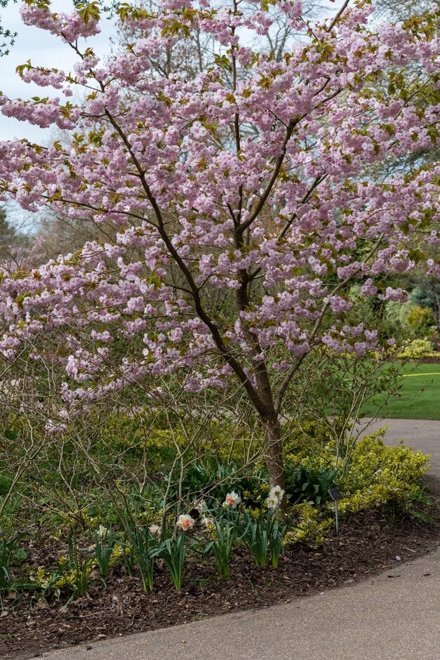 <i>Prunus</i> 'Usa-susane'
