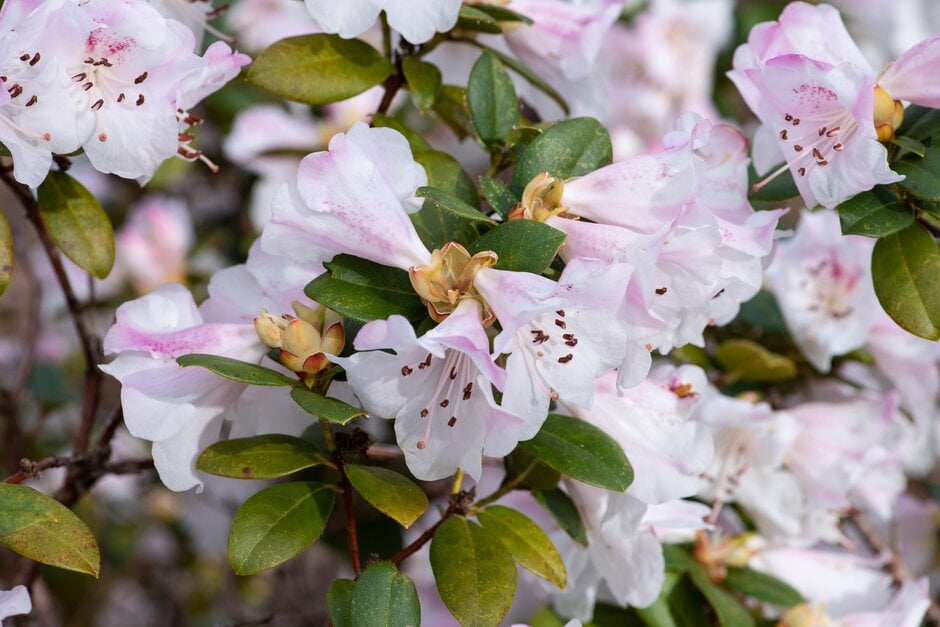 rhododendron 'Cilpinense'