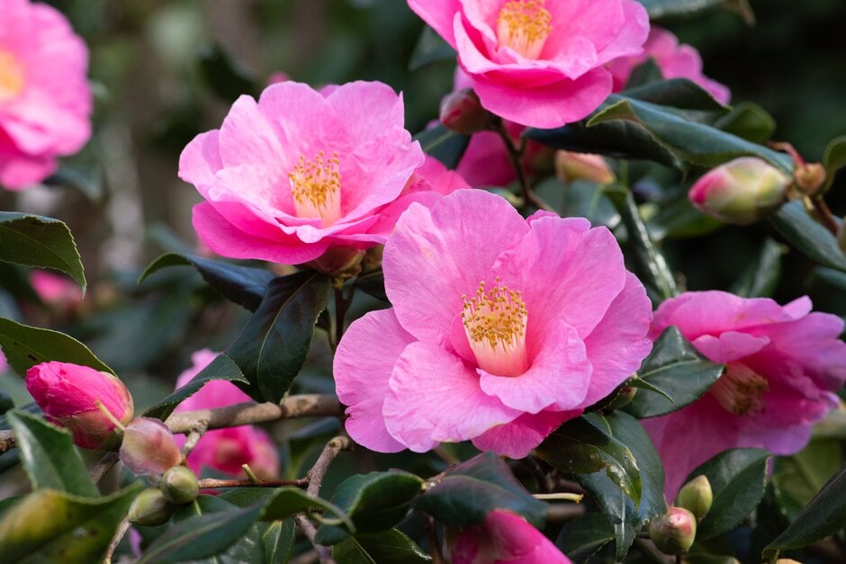 camellia 'Paradise Belinda'