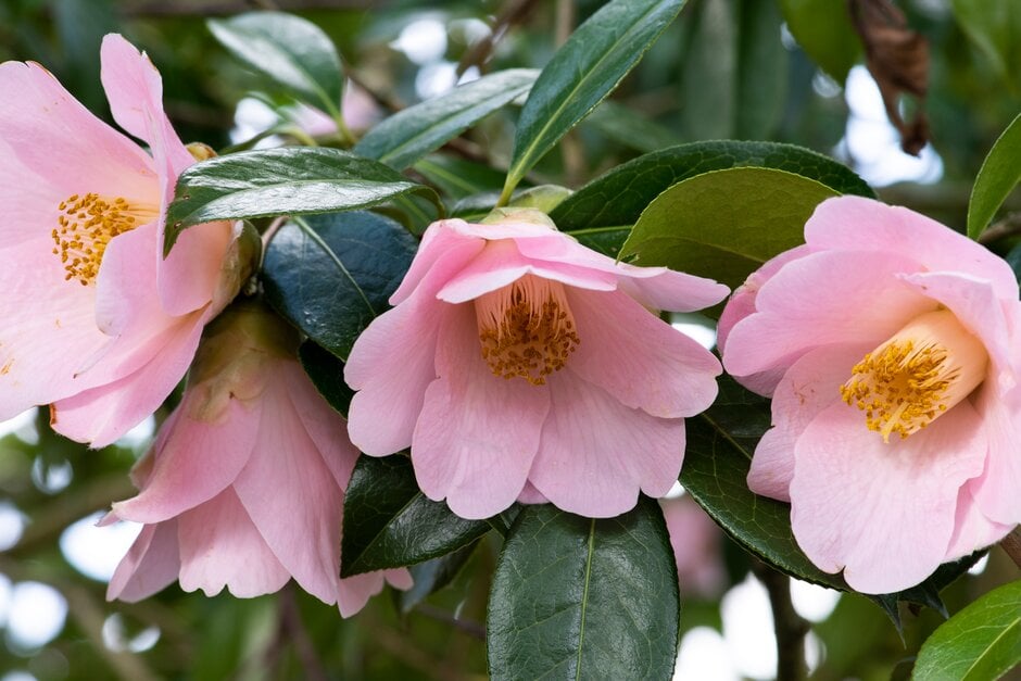 camellia 'Farfalla'
