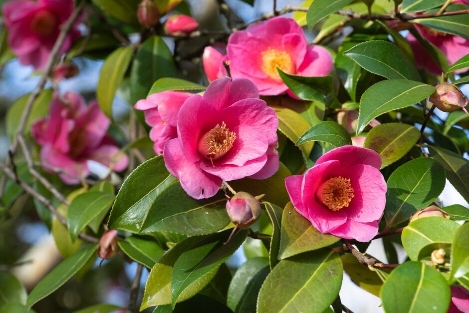 camellia 'Mary Christian'