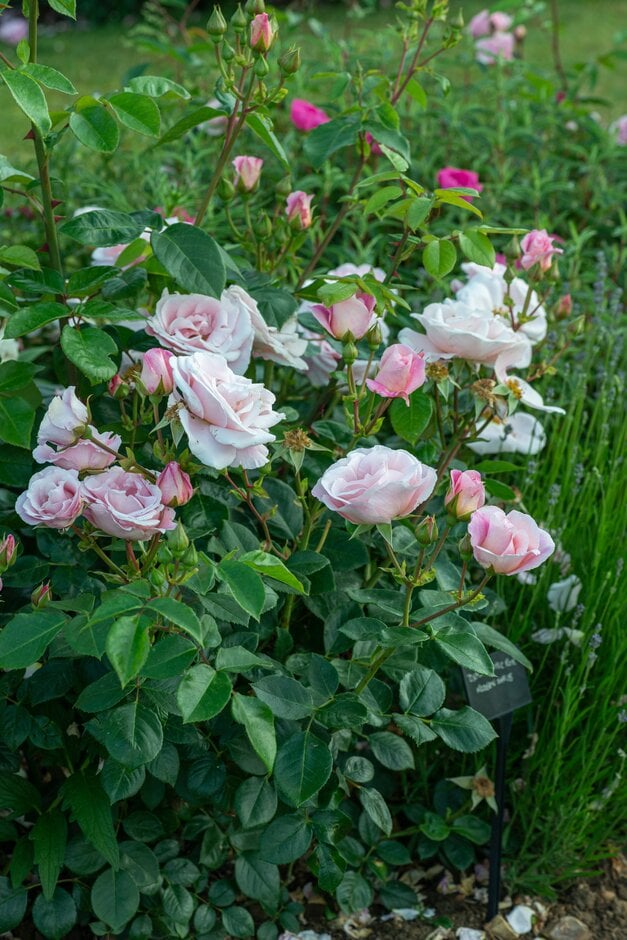 rose [Oxford Physic Rose]