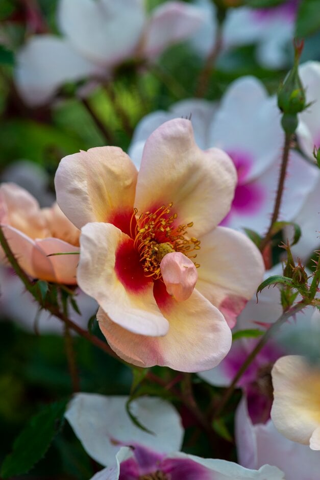 rose [Smiling Eyes]