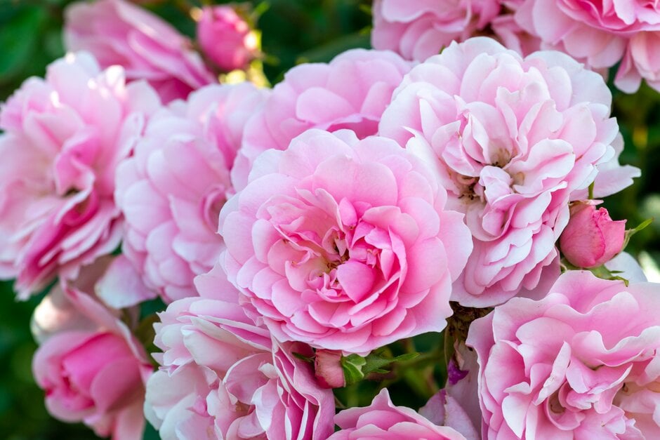 rose [Bonica]