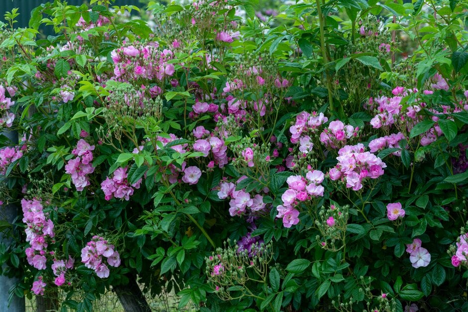 rose 'Apple Blossom'