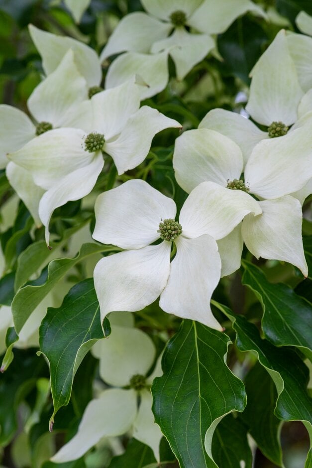 kousa 'Greensleeves'