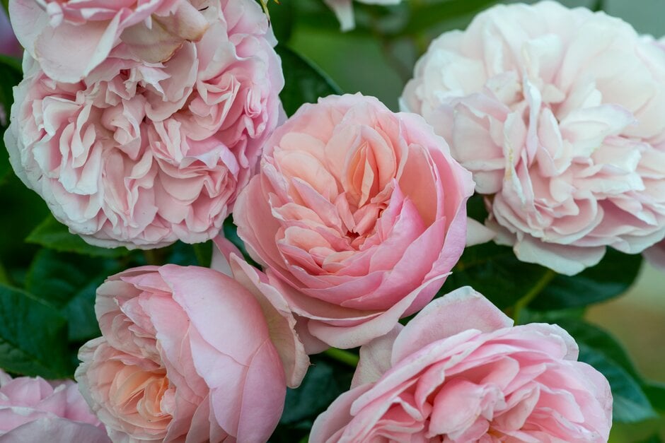rose [Rachel's Joy]
