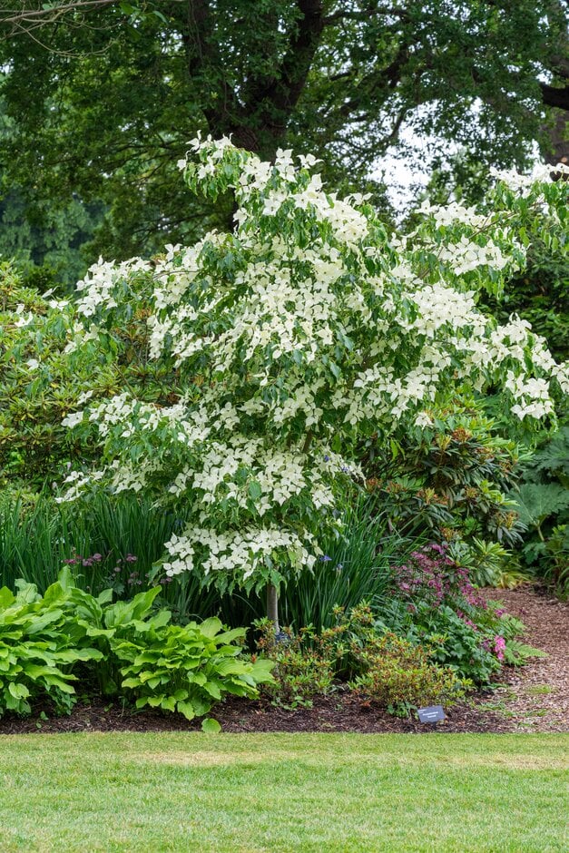 kousa 'Greensleeves'