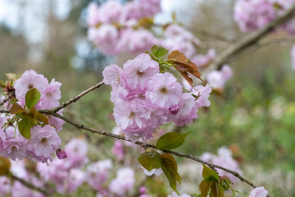 <i>Prunus</i> 'Usa-susane'