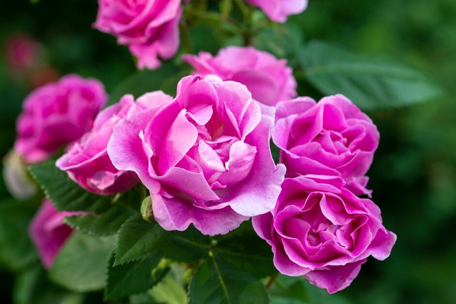 <i>Rosa</i> 'Lucky' (F)