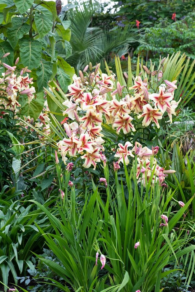 lily 'Nymph'