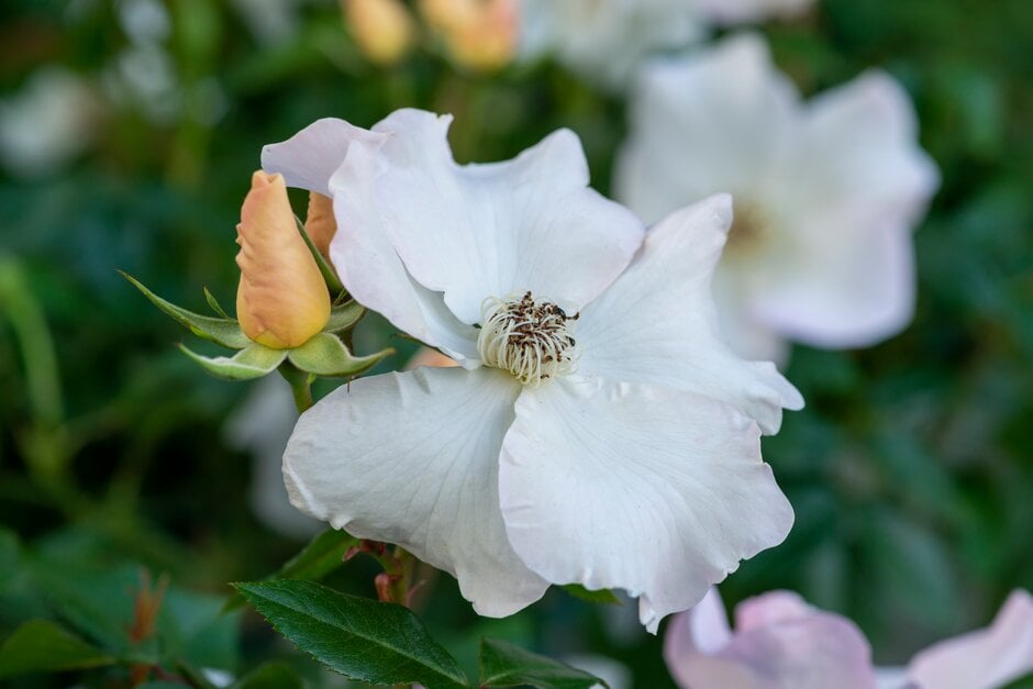rose 'Sally Holmes'