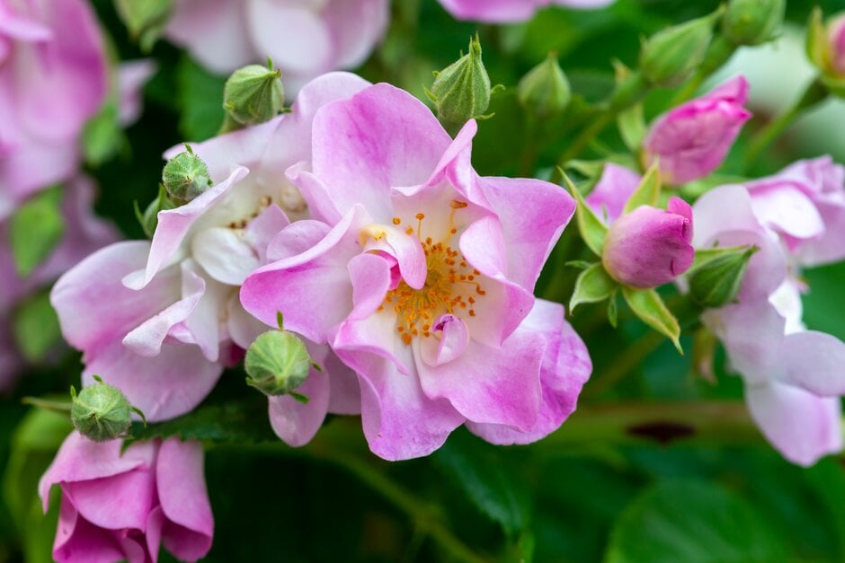 rose 'Blush Rambler'