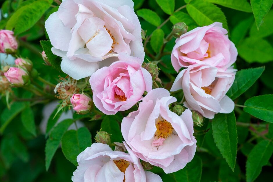 rose 'Daisy Hill'