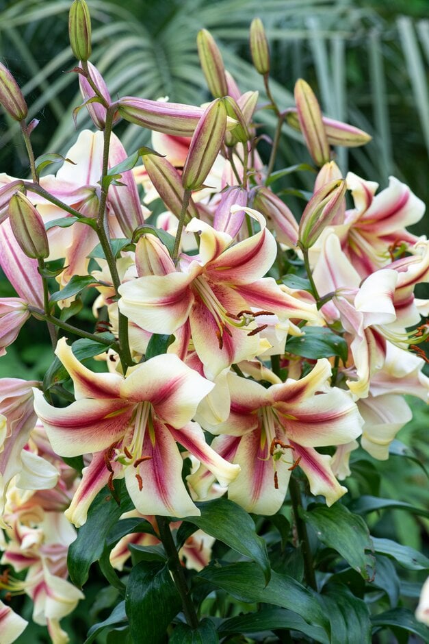 lily 'Nymph'