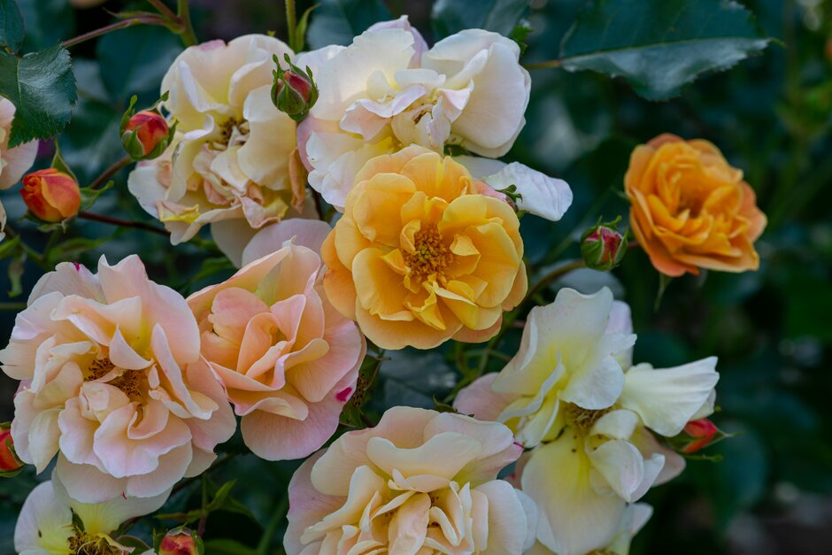 rose [Flower Carpet Amber]